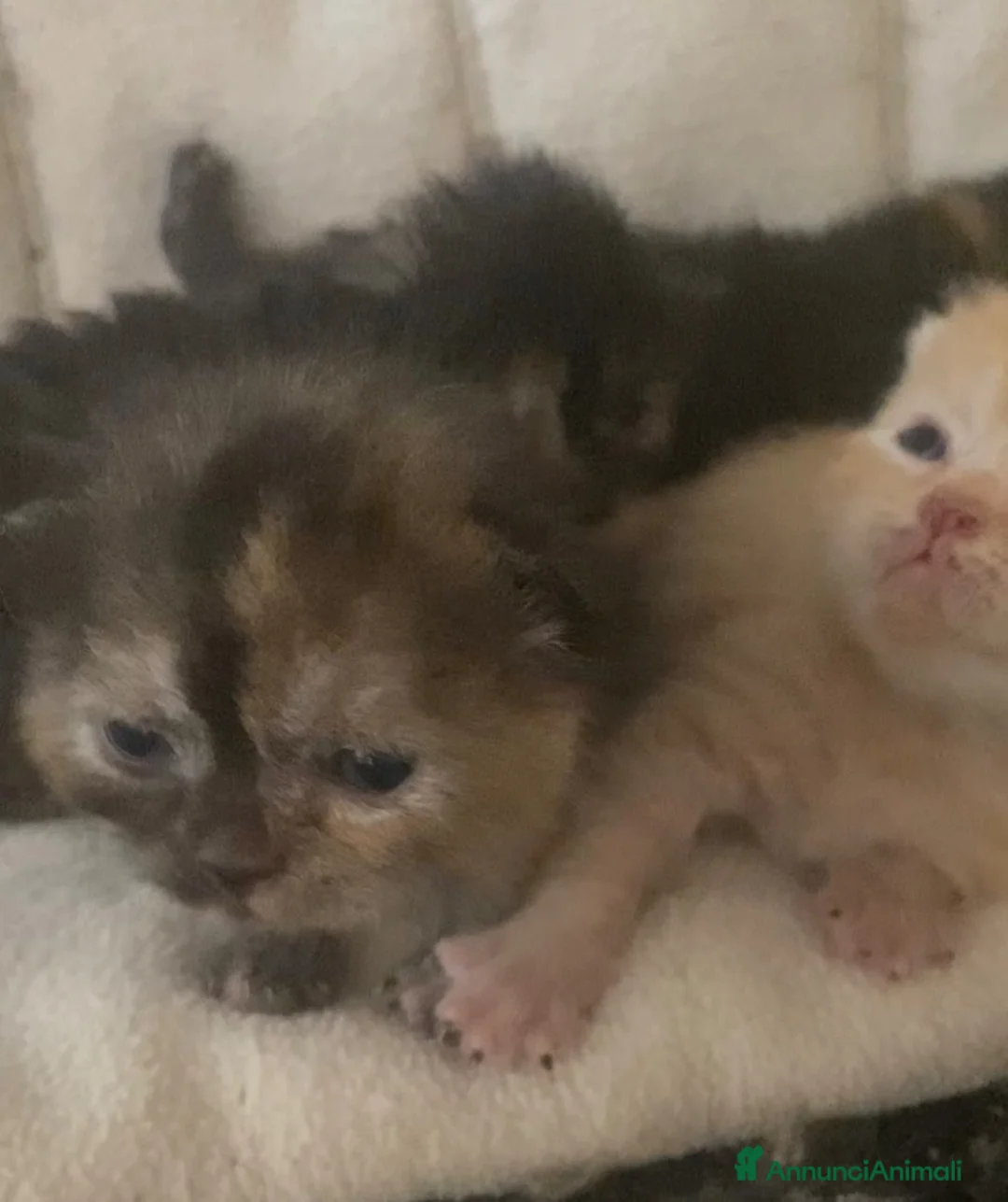 Meticcio gatti in vendita: Gatto persiano Incroccio  - Annuncio 1