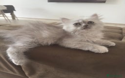 Persiano gatti in vendita: Gattine persiane a Provincia di Brescia - Immagine 2