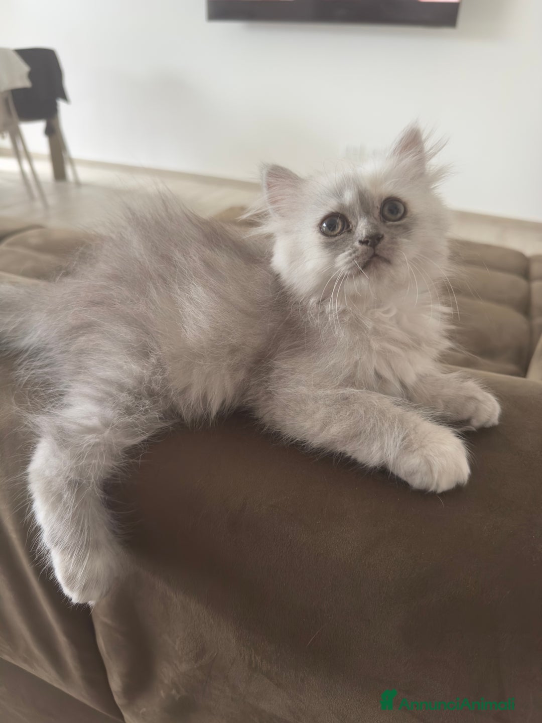Persiano gatti in vendita: Gattine persiane a Provincia di Brescia - Immagine 2
