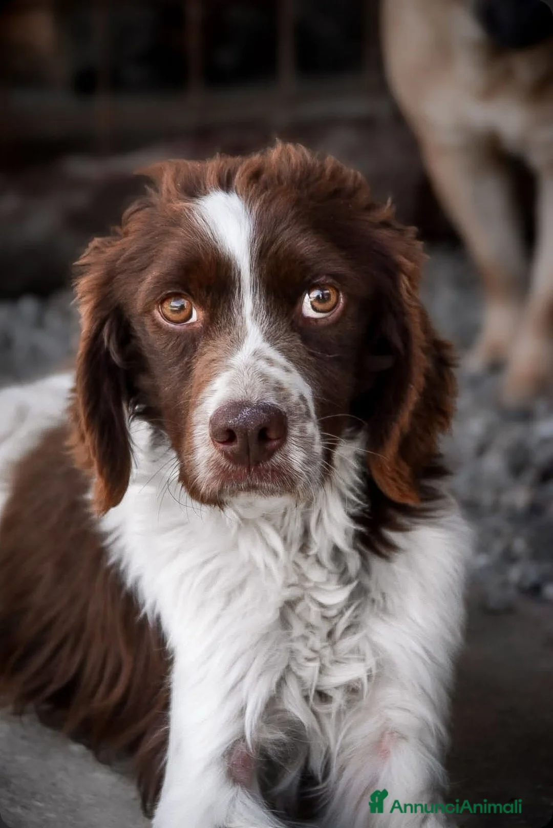 Breton cani in regalo: Bruce - Annuncio 1
