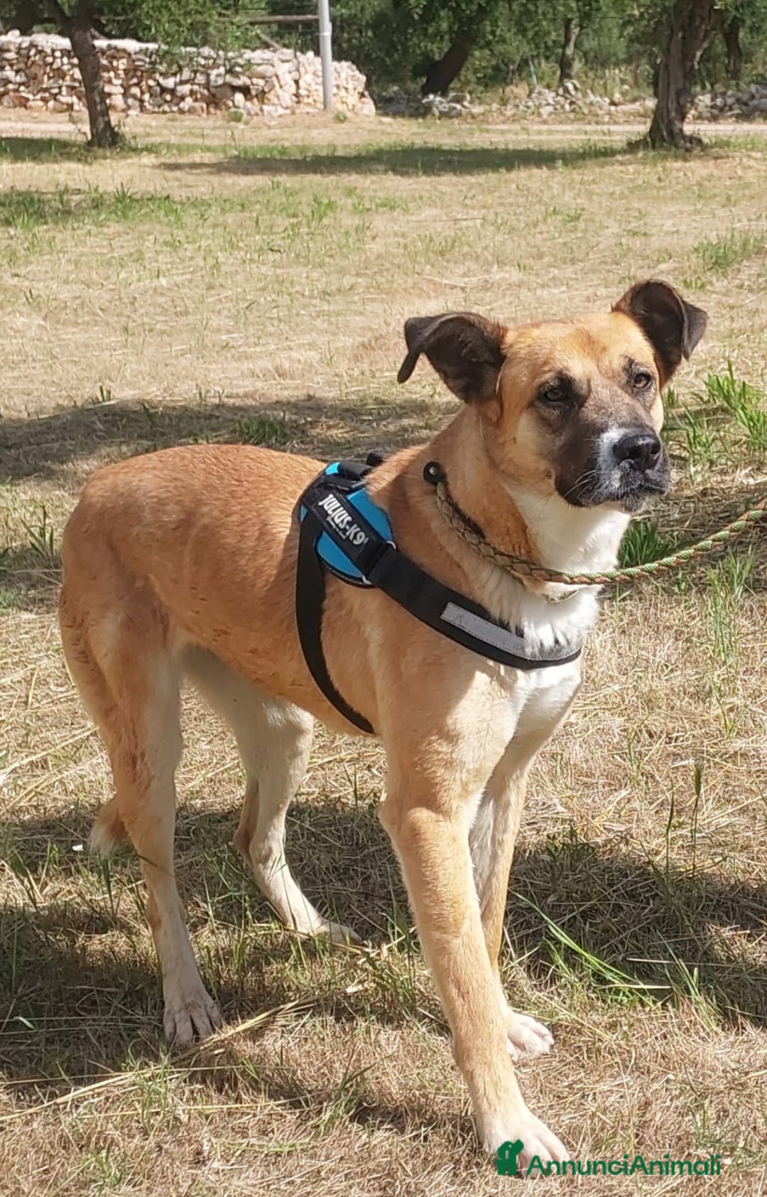 Meticcio cani in regalo: Pita, un gioiello in canile a Città Metropolitana di Bari - Annuncio 5