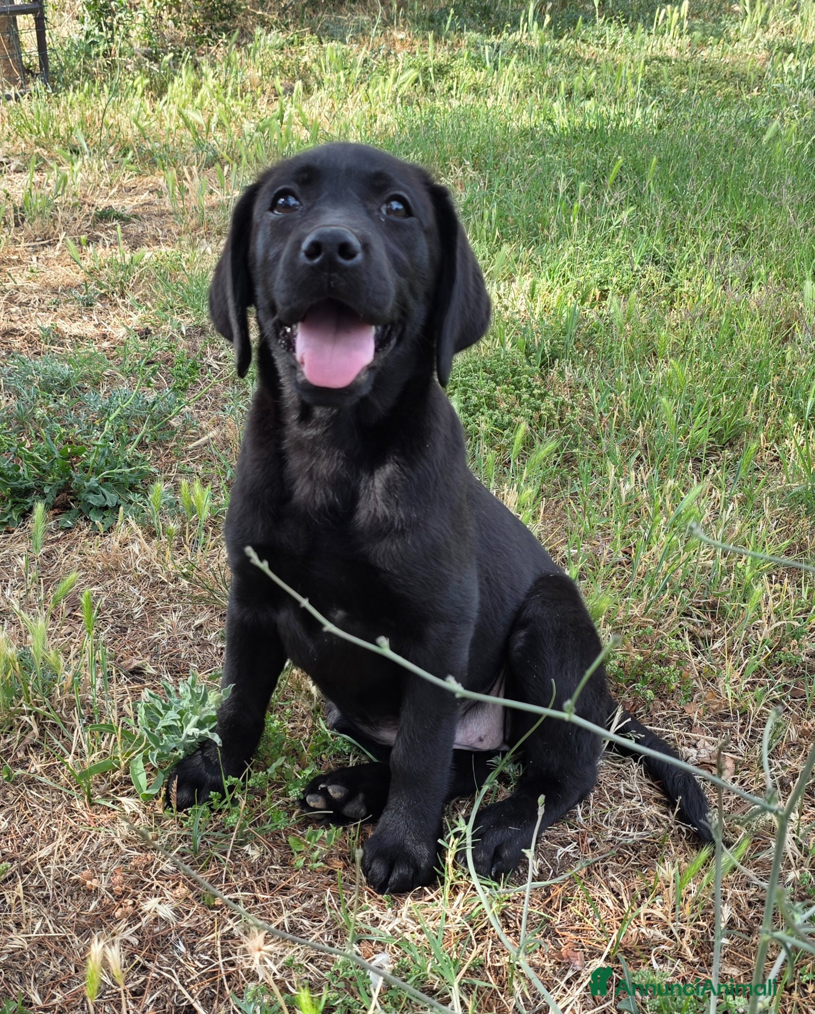 Labrador cani in vendita: Cucciola Labrador con pedigree Enci - Annuncio 7