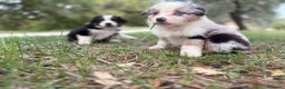 Australian Shepherd cani in vendita: Cuccioli di pastore australiano con pedigree  - Annuncio 2