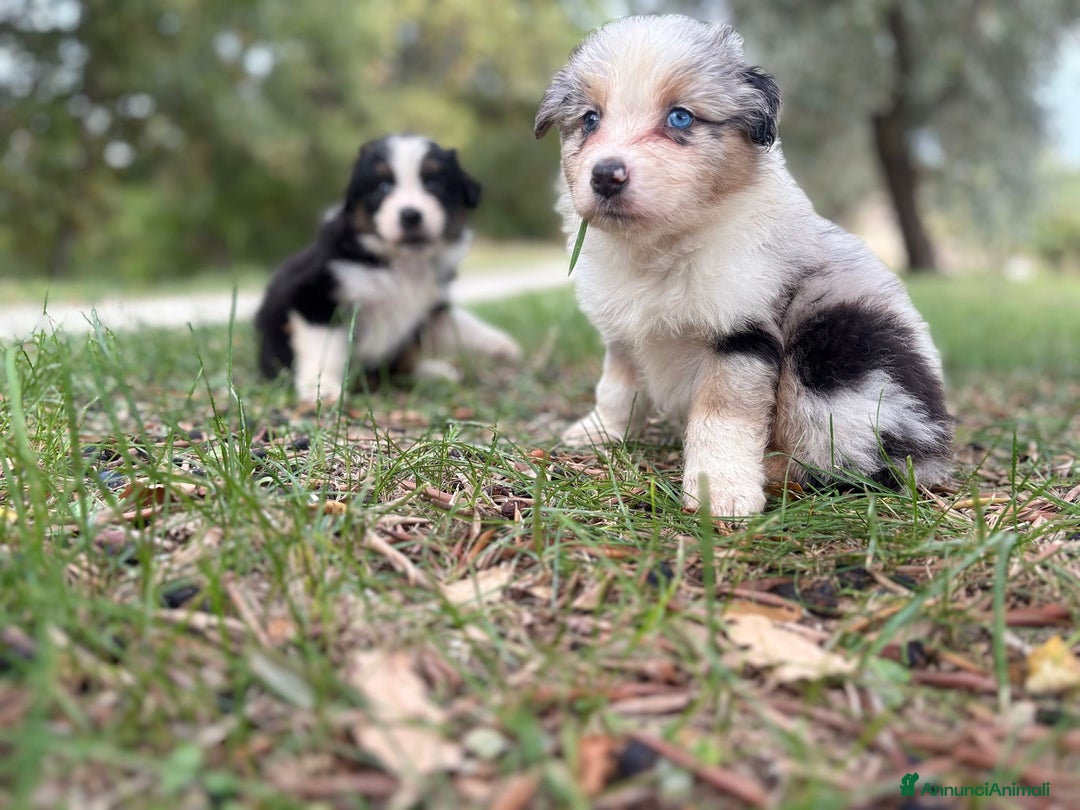 Australian Shepherd cani in vendita: Cuccioli di pastore australiano con pedigree  - Annuncio 2