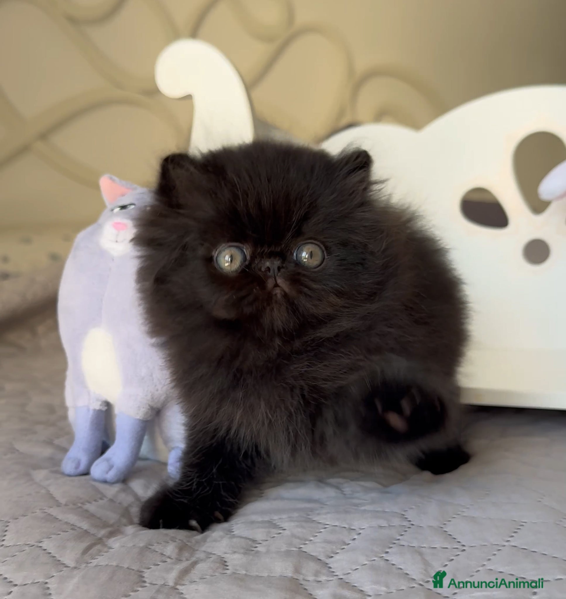 Persiano gatti in vendita: 🤍🖤 AnnaRita Oreo 🖤🤍 - Annuncio 1