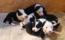 Border Collie cani in vendita: Cuccioli Border collie linea da lavoro  a Provincia di Modena - Immagine 5