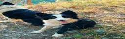 Border Collie cani in vendita: Cuccioli di Border Collie  - Annuncio 7