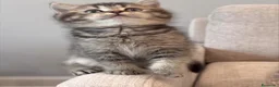 British gatti in vendita: Dolcissimi cuccioli di british shorthair - Annuncio 6