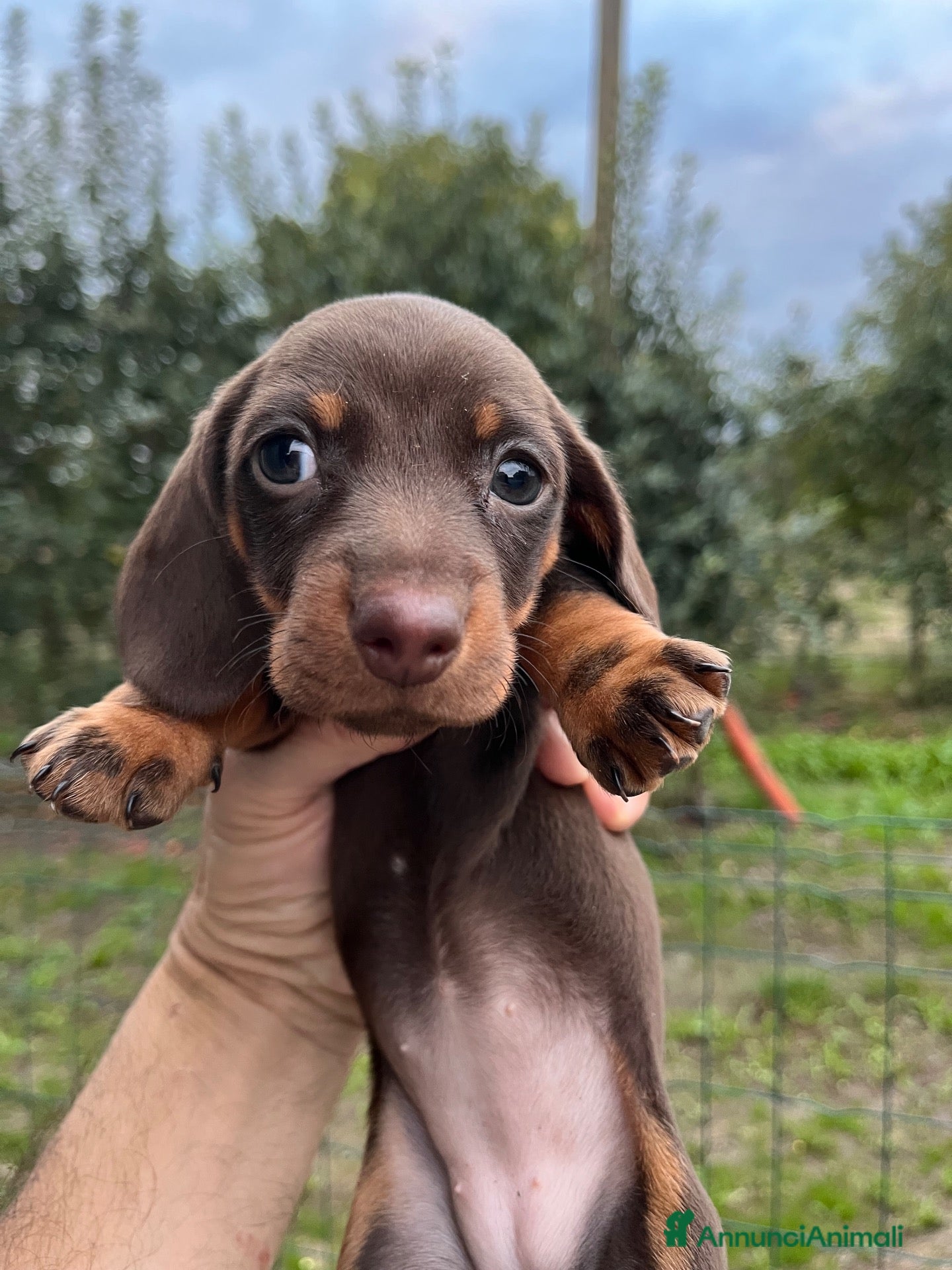 Bassotto cani Bassottina kaninkeen cioccolato  - Annuncio 23