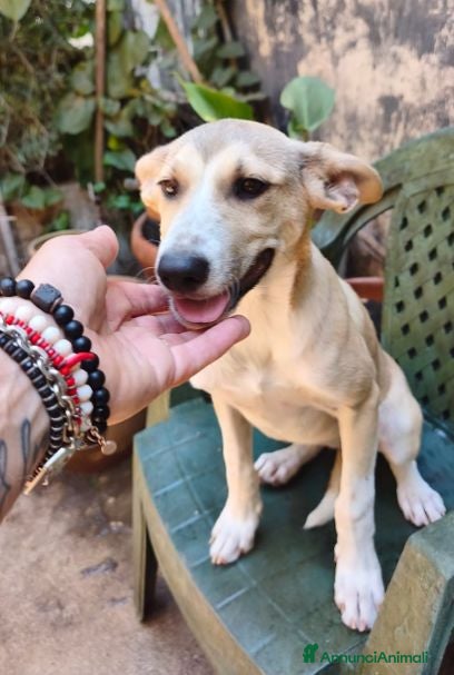 Meticcio cani MELANIA triste è rimasta sola tg contenuta - Annuncio 19
