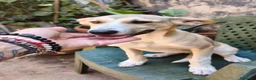 Meticcio cani in regalo: MELANIA triste è rimasta sola tg contenuta - Annuncio 1