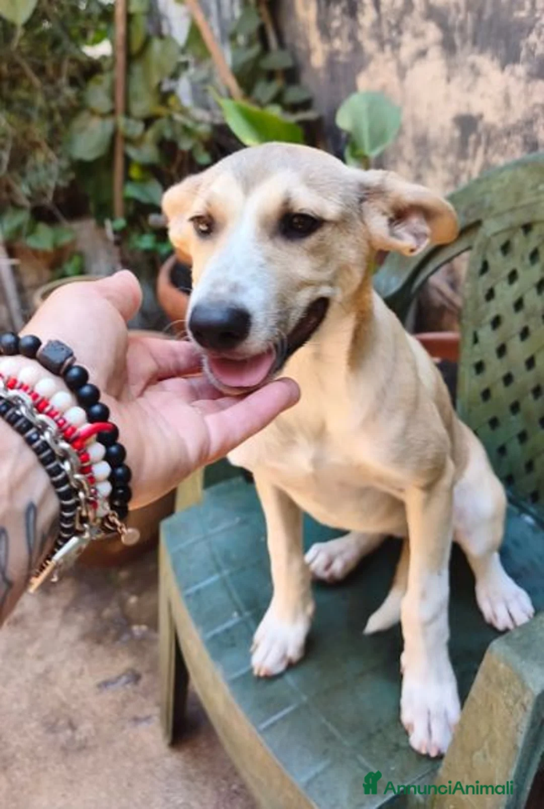 Meticcio cani in regalo: MELANIA triste è rimasta sola tg contenuta - Annuncio 1