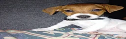 Jack Russell cani in vendita: Jack Russel  a Provincia di Catanzaro - Annuncio 10