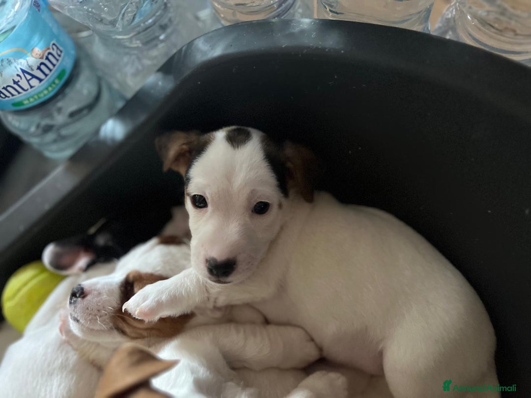 Jack Russell cani in vendita: Jack Russel Terrier di Razza Neri, tricolori  - Annuncio 2