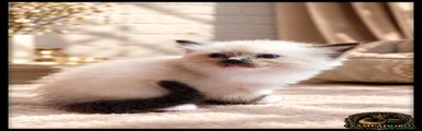 Ragdoll 8