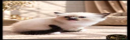 Ragdoll gatti in vendita: Ragdoll cuccioli con pedigree  - Annuncio 12