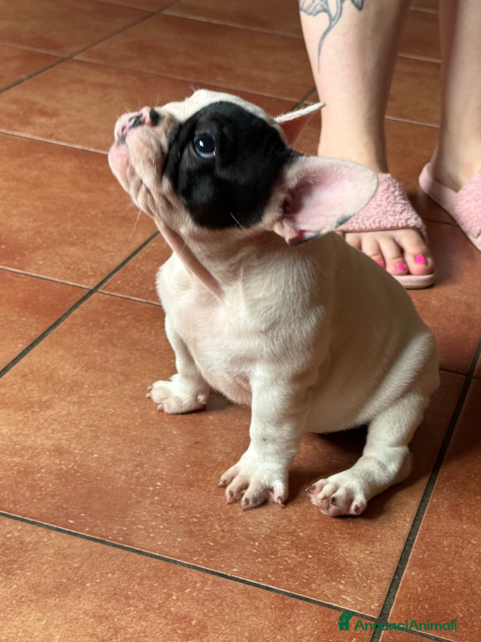 Bulldog Francese cani Bulldog francese ultima cucciola  - Annuncio 5