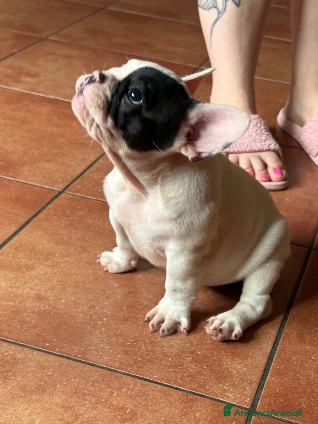 Bulldog Francese cani in vendita: Bulldog francese ultima cucciola  - Annuncio 1