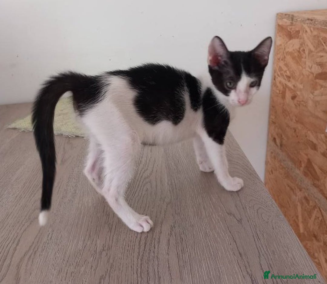 Europeo gatti in regalo: LUPIN, dolce micino da adottare! - Annuncio 3