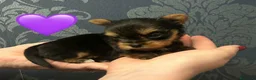 Yorkshire cani in vendita: Cuccioli di Yorkshire Terrier - Annuncio 8