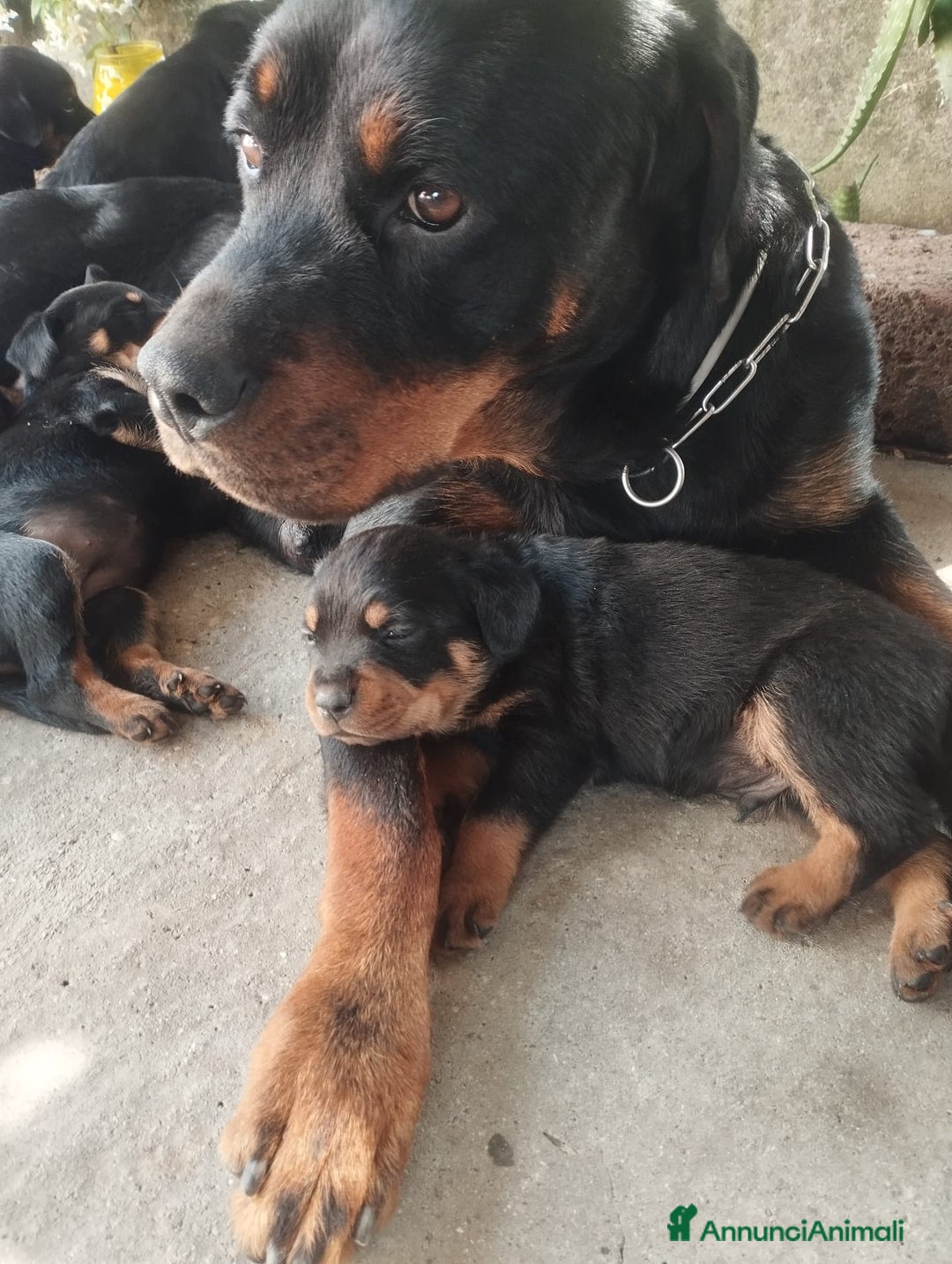 Rottweiler cani in vendita: Cuccioli di rottweiler  a Provincia di Verona - Immagine 3