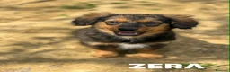 Meticcio cani in regalo: 4 SPLENDIDI CUCCIOLI cercano casa! Super coccoloni - Annuncio 12