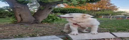 Meticcio cani in regalo: Fatima è tutto ciò che cerchi - Annuncio 20