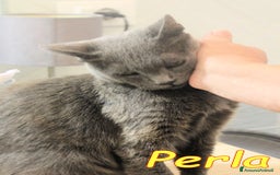 Certosino gatti in regalo: Stupenda PERLA💝 - Annuncio 4