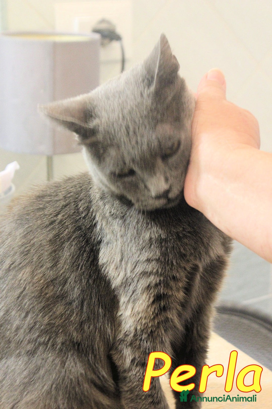 Certosino gatti in regalo: Stupenda PERLA💝 - Annuncio 4