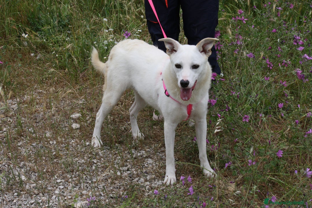 Meticcio cani in regalo: Tracy 1 annetto circa taglia contenutain adozione  - Annuncio 5