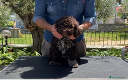 Lagotto cani in vendita: Cucciola di Lagotto Romagnolo con Pedigree  a Provincia di Chieti - Immagine 5