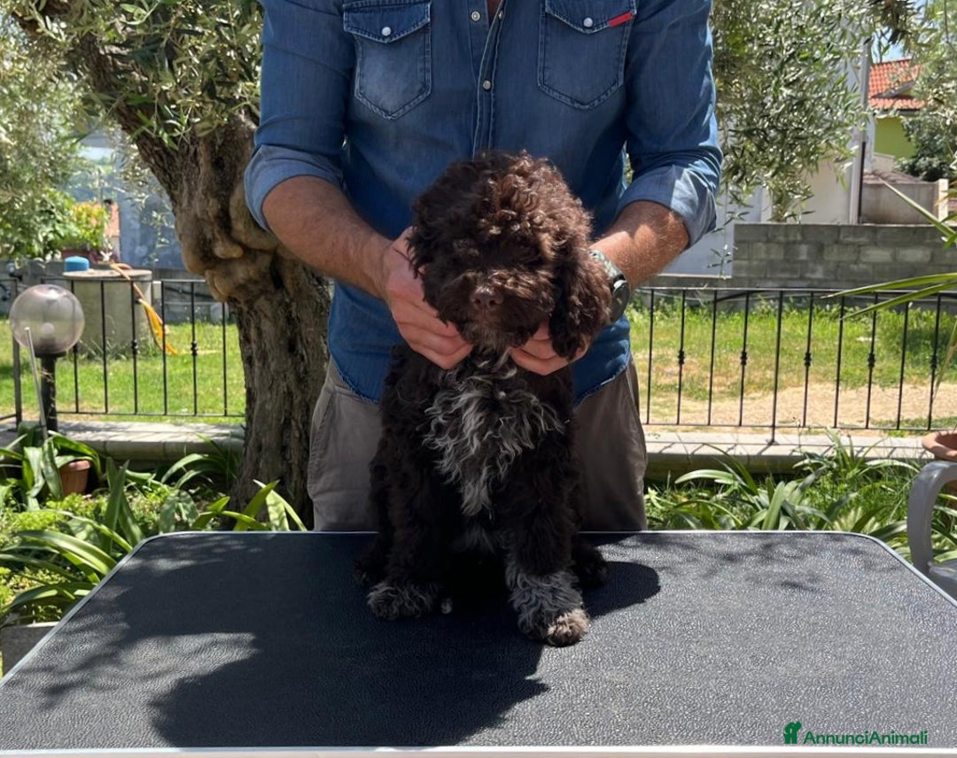 Lagotto cani in vendita: Cucciola di Lagotto Romagnolo con Pedigree  a Provincia di Chieti - Immagine 5