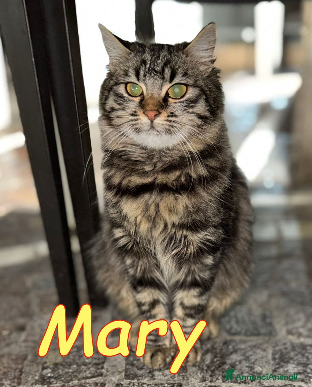 Norvegese gatti in regalo: MARY SPLENDIDA GATTINA SIMILNORVEGESE - Annuncio 2