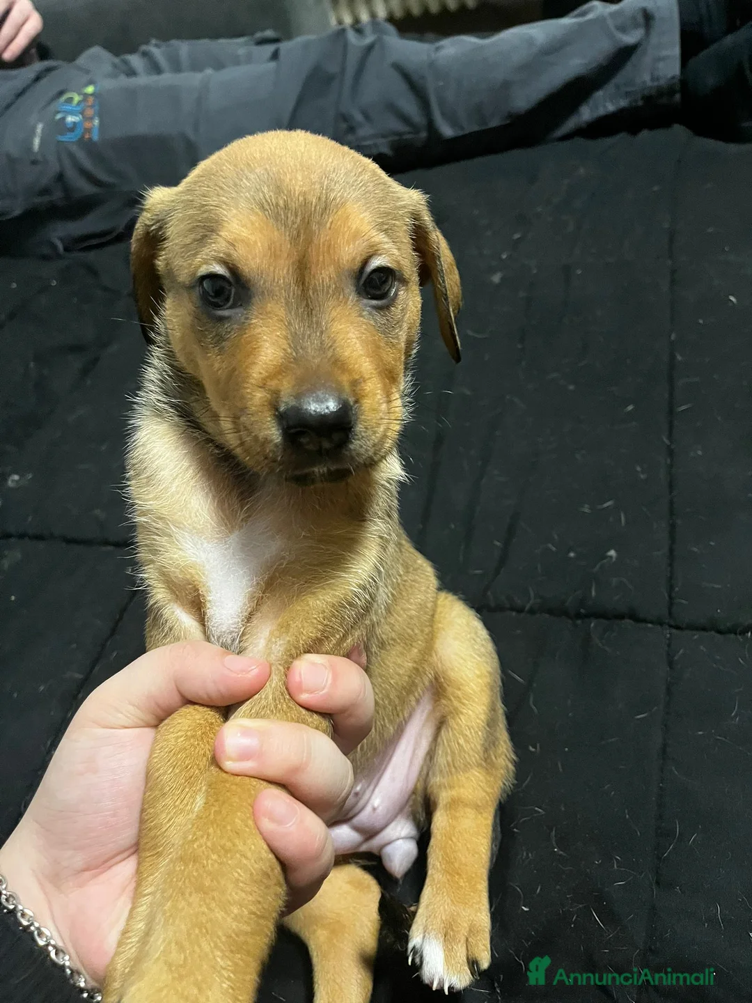 Meticcio cani in vendita: Disponibile 3 cuccioli di cane di 3 mesi  - Annuncio 2