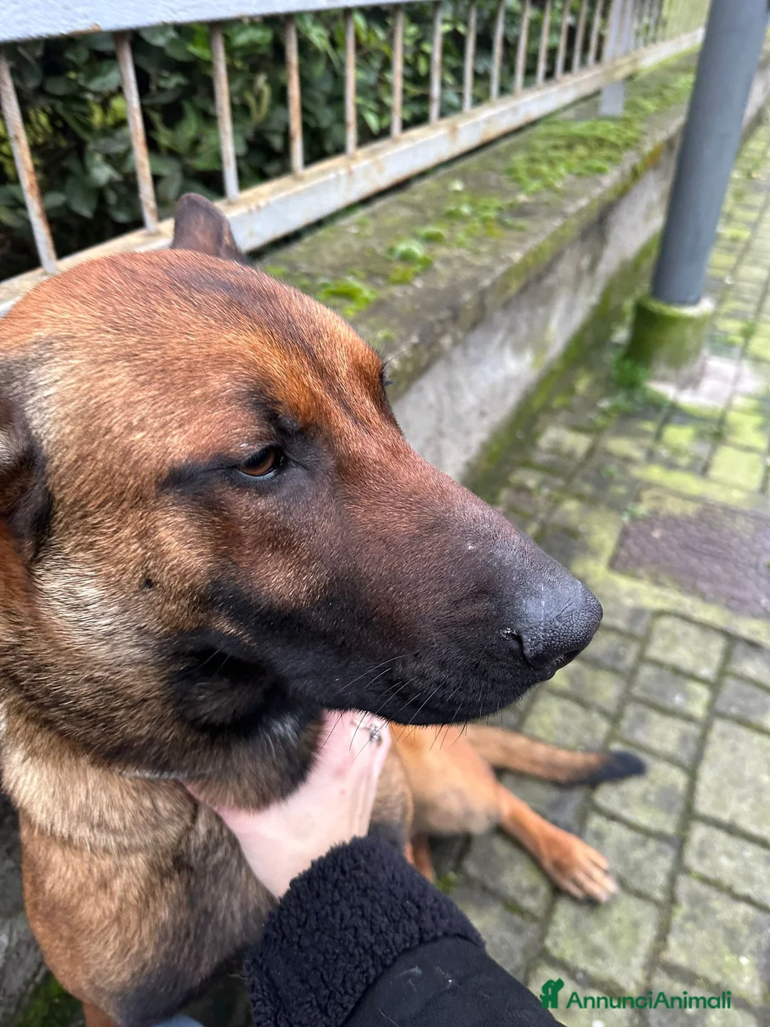 Pastore Belga cani in vendita: Pastore Belga malinois 1 anno  - Annuncio 3