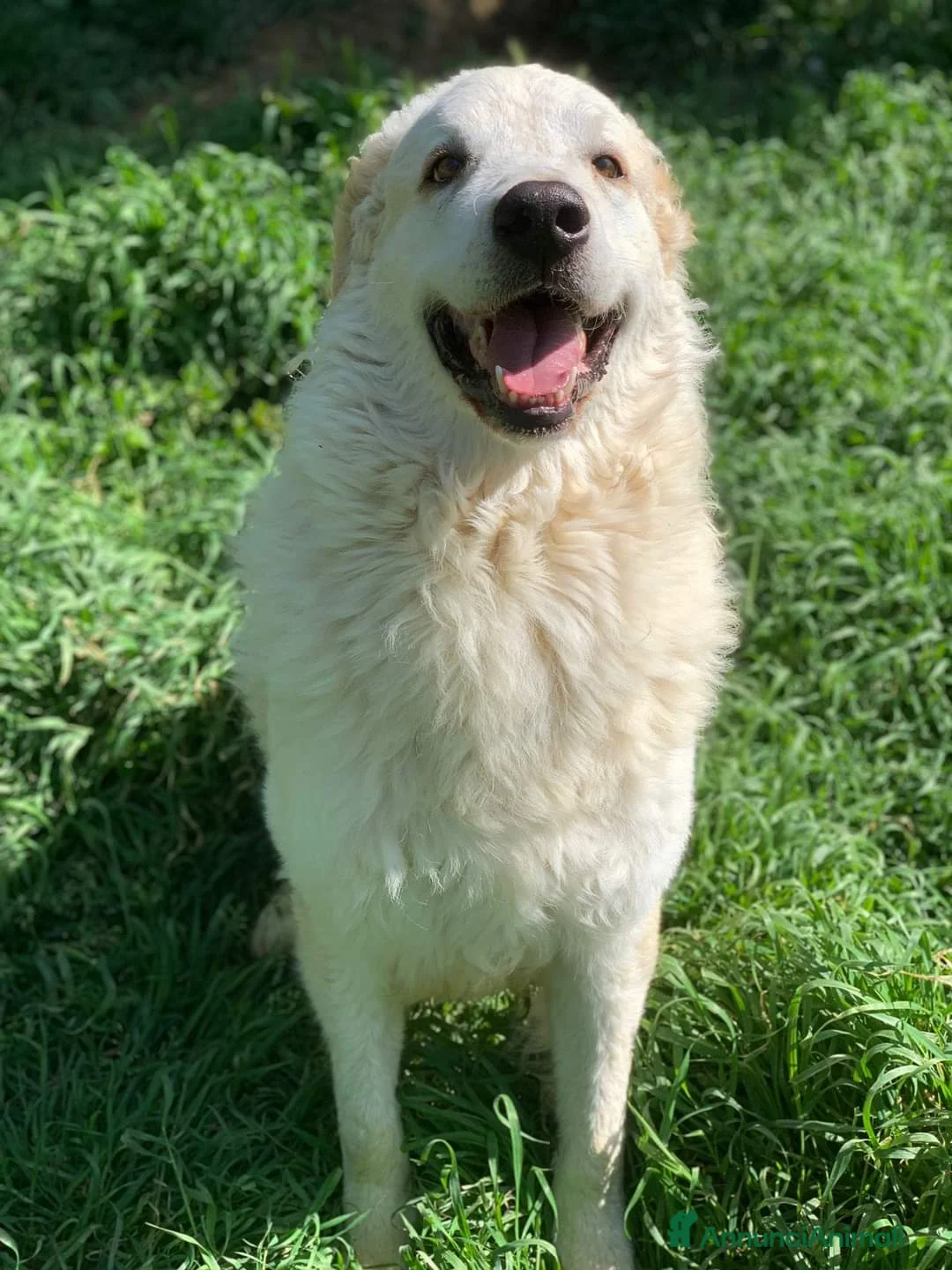 Pastore Maremmano cani in regalo: NICKY il gigante più buono!! - Annuncio 1