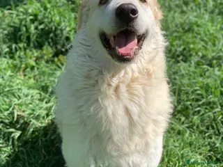 Pastore Maremmano cani NICKY il gigante più buono!! - Annuncio 5