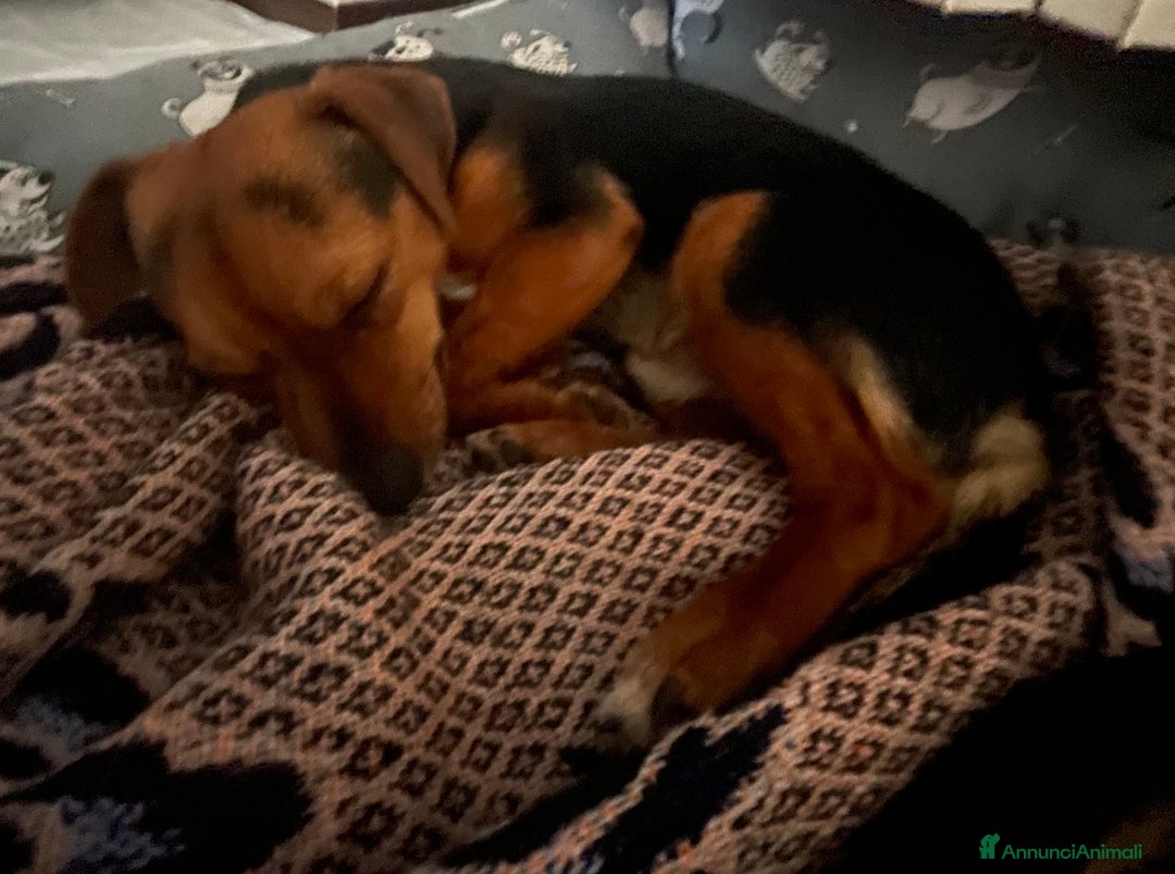 Jagdterrier cani in vendita: Vendo due cuccioli fratelli  - Annuncio 8