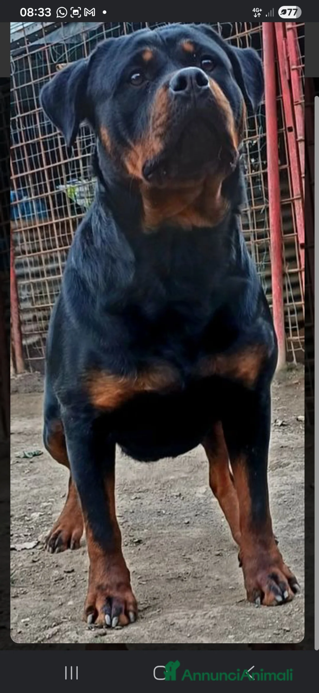 Rottweiler cani in vendita: Cuccioli Rottweiler  - Annuncio 1