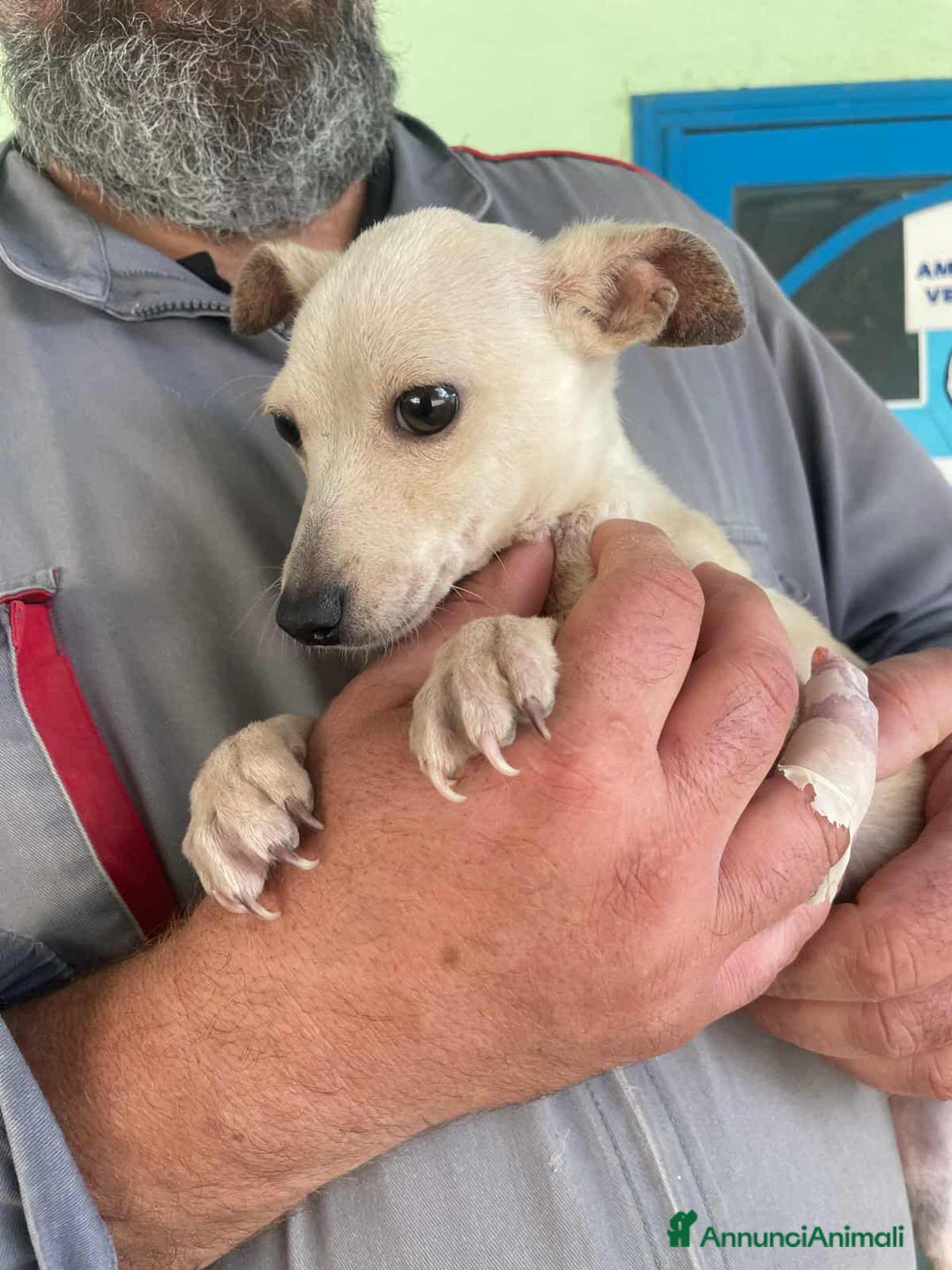 Meticcio cani in regalo: GRISU' JUNIOR, cucciolo TAGLIA PICCOLA!  - Immagine 2