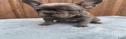 Bulldog Francese cani in vendita: Bulldog francese cuccioli - Annuncio 10