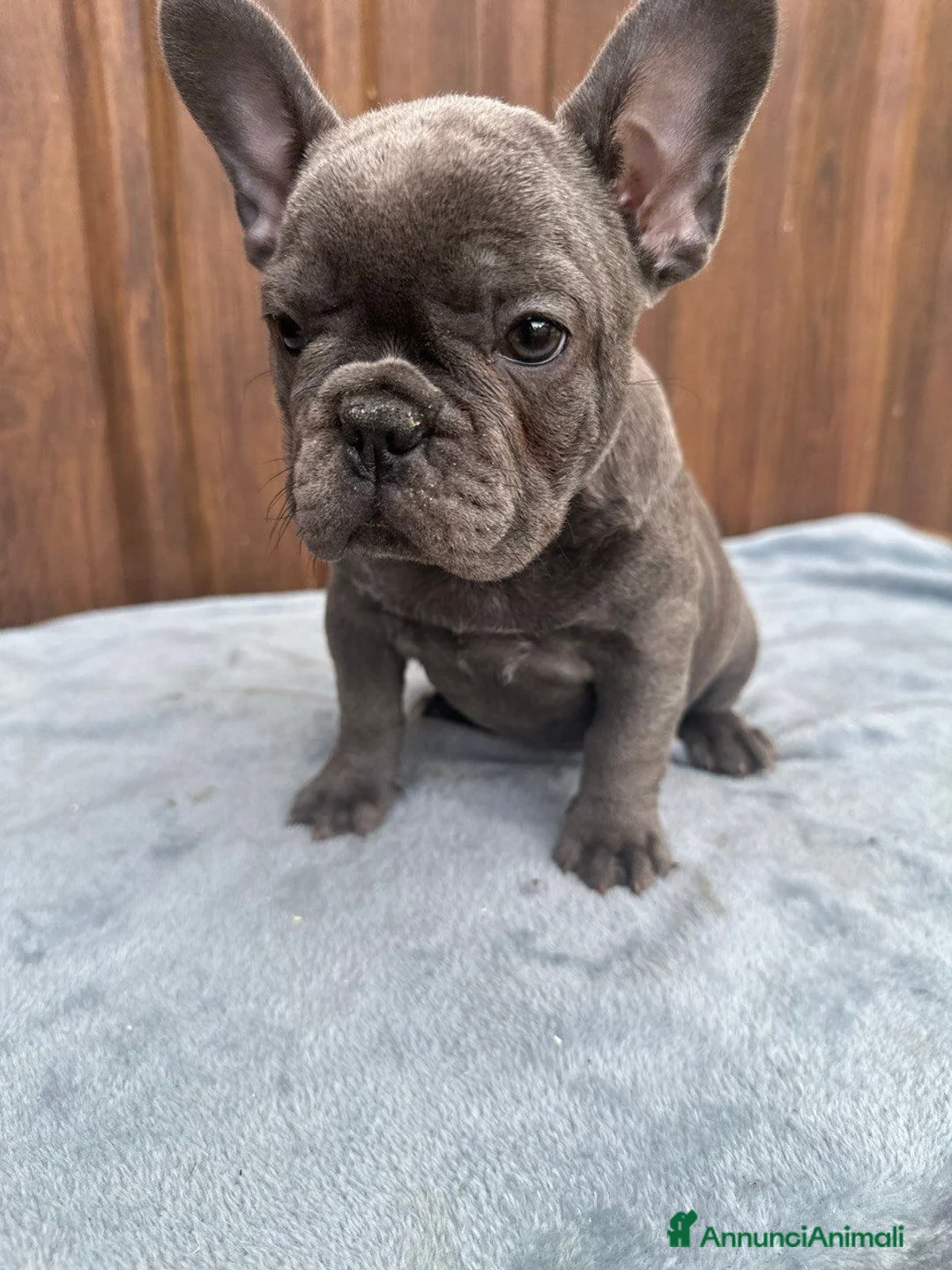 Bulldog Francese cani in vendita: Bulldog francese cuccioli - Annuncio 10