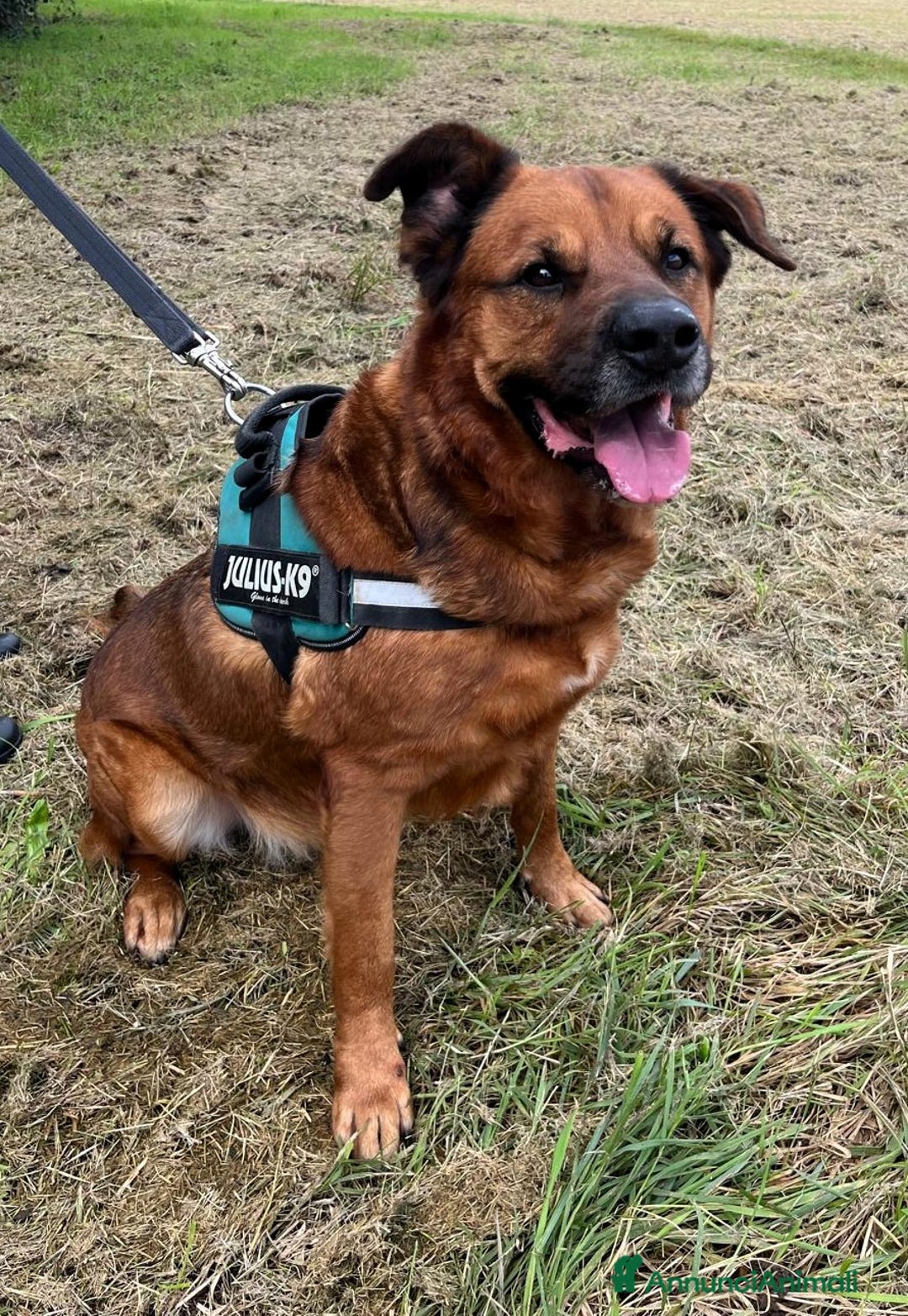 Meticcio cani in regalo: JONAS CERCA CASA E AMORE - Annuncio 4