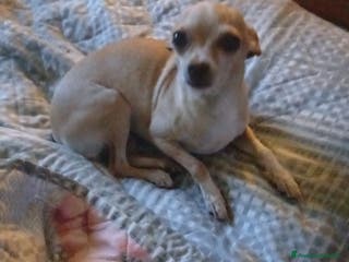 Chihuahua cani Chihuahua cuccioli disponibili - Annuncio 6