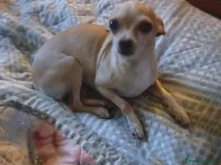 Chihuahua cani Chihuahua cuccioli disponibili - Annuncio 8