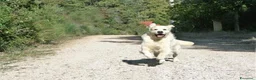 Golden Retriever cani in vendita: Cuccioli di Golden retriever disponibili  - Annuncio 16