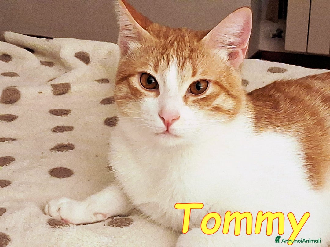 Europeo gatti in regalo: DUE AMORI DI GATTINI  - Annuncio 3