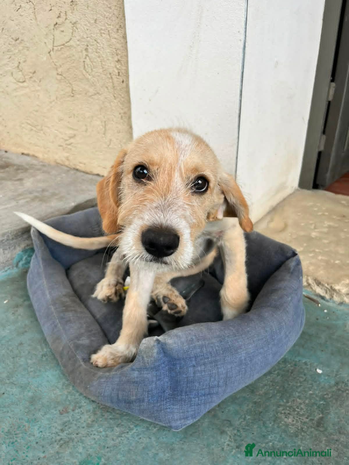 Meticcio cani CUCCIOLI ARON E BIRILLO - Annuncio 5