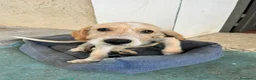 Meticcio cani in regalo: CUCCIOLI ARON E BIRILLO - Annuncio 1