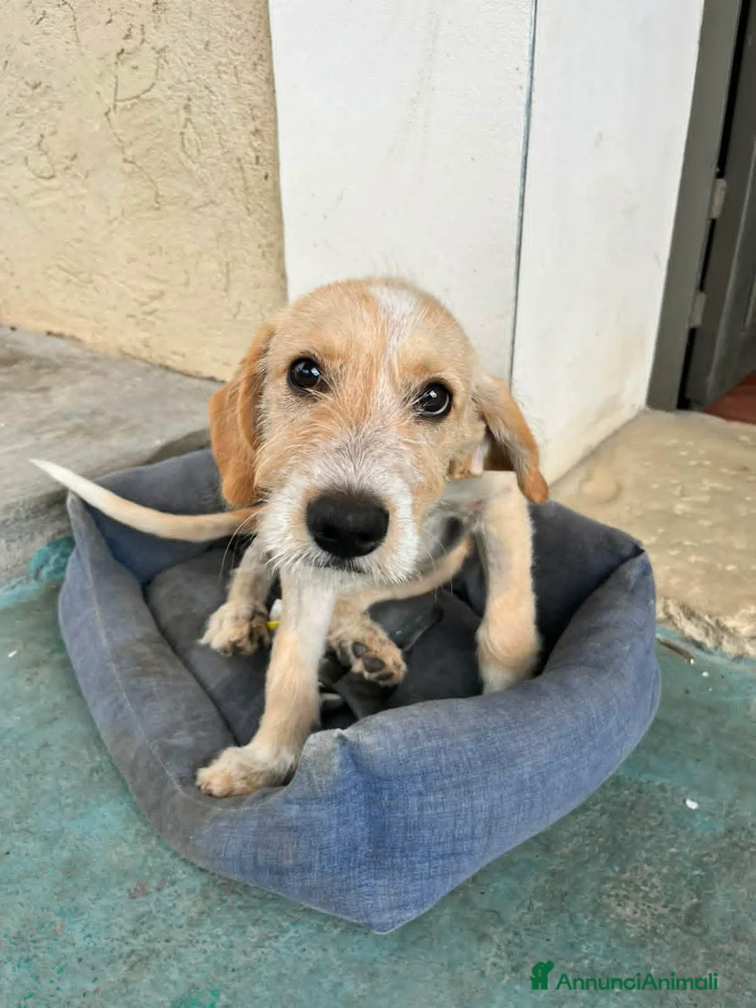 Meticcio cani in regalo: CUCCIOLI ARON E BIRILLO - Annuncio 1